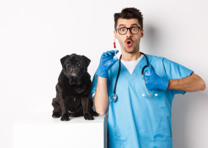 male vet in blue scrubs with stethascope and hyperdermic needle next to blak pug dog